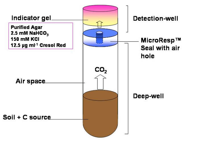 Schematic Diagram of Colorimetric Method